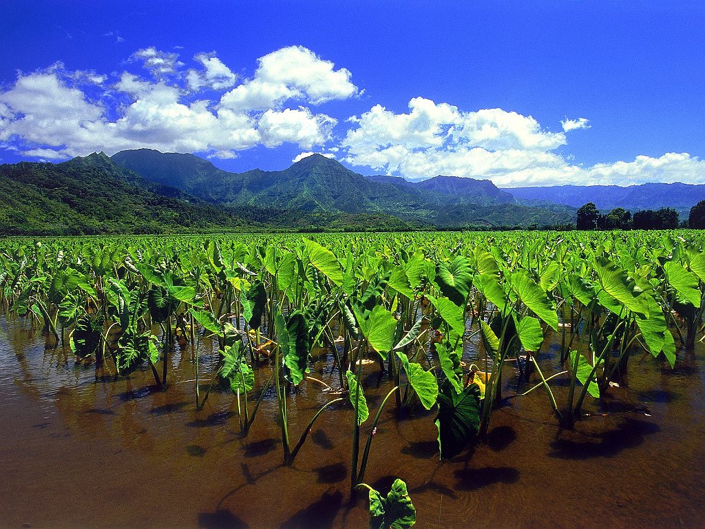 Taro Fields of Hanalei, Kauai
